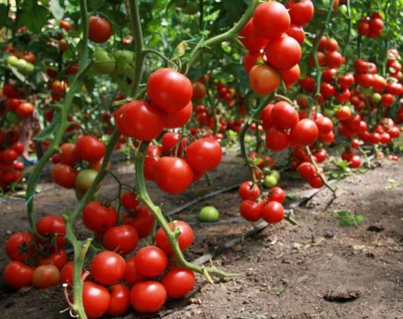 Miten saada hyvä sato tomaatteja