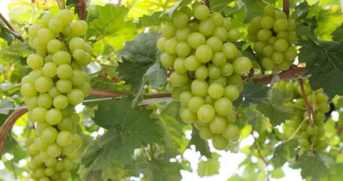 Huolehtiminen viinirypäleitä. Havainnollistamiseen artikkeli käytetään tavallisen ajokortin © ofazende.ru