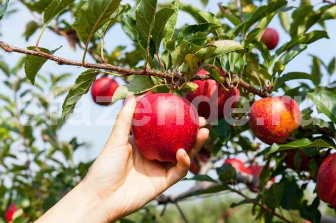 Omenapuut puutarhassa. Havainnollistamiseen artikkeli käytetään tavallisen ajokortin © ofazende.ru