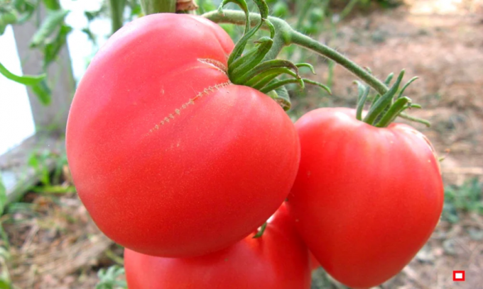 Yleiskatsaus 4 lajikkeiden tyylikkäin ja saatiin, varhainen pitkä tomaatti avoimen kentän ja kasvihuoneiden