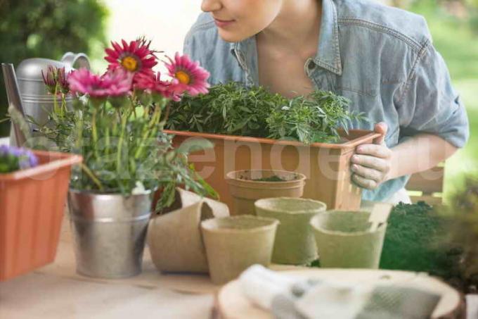 Kasvava huonekasveja. Havainnollistamiseen artikkeli käytetään tavallisen ajokortin © ofazende.ru