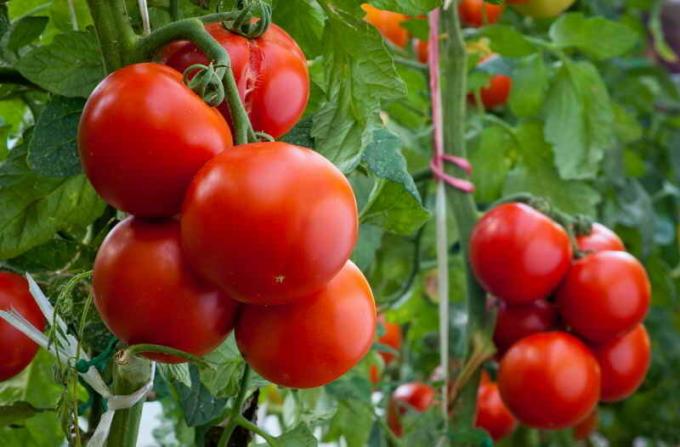 Kaksi kauhat kunkin laitoksen tai kuinka saavutetaan suuria saantoja tomaatit