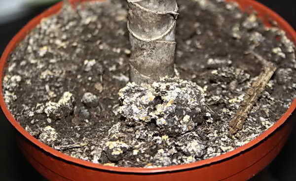 Valkoinen sieni kukkaruukkuja: Mistä ja miten päästä eroon