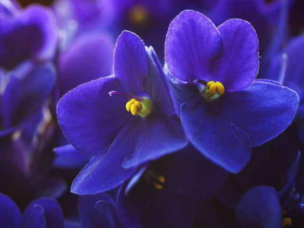 Violetti orvokit ovat merkki omasta kehityksestään ja henkistä kasvua auttavat normalisoimaan suhteet muiden kanssa, tuo harmoniaa viestinnässä. (Kuva käytetään alle standardin lisenssillä © ofazende.ru)