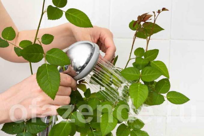 Miten pestä huonekasvit lehdet pölyn, jotta hohtava?