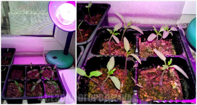 Miten kasvaa tomaatit ikkunalaudalla