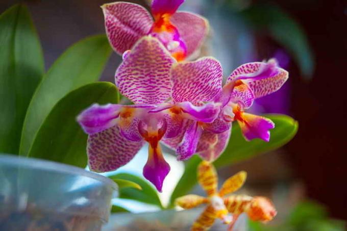 Kukinta orkideat. Havainnollistamiseen artikkeli käytetään tavallisen ajokortin © ofazende.ru