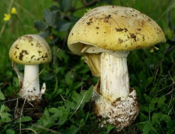 10 erilaista myrkyllisiä sieniä, jotka on parasta jättää metsään