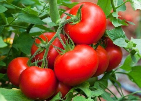 Tehokkaita tapoja auttaa kasvamaan makea tomaatit