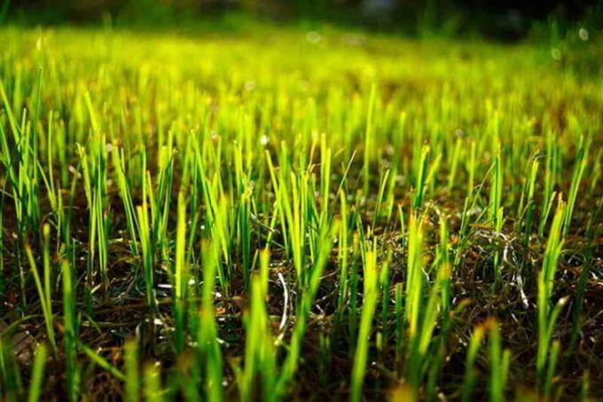 Kastelu. Kastelu taimet viettää 2-3 kertaa kuukaudessa. Käytä sprinklerijärjestelmä suuttimilla: taimet, joilla ei ollut aikaa saada vahvempi pestävä pois maaperästä.