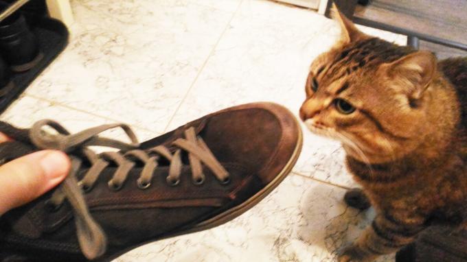 Hyväksyminen kenkiä kissani.