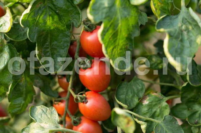 Huolehtiminen tomaatit kasvihuoneessa