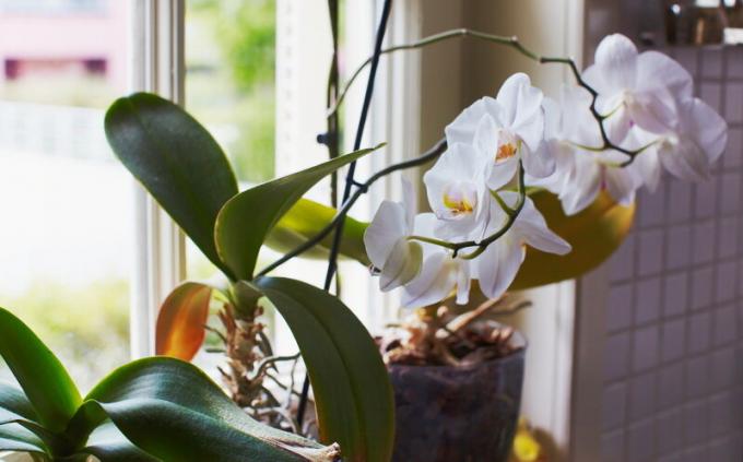 Huolehtiminen orkideat. Havainnollistamiseen artikkeli käytetään tavallisen ajokortin © ofazende.ru