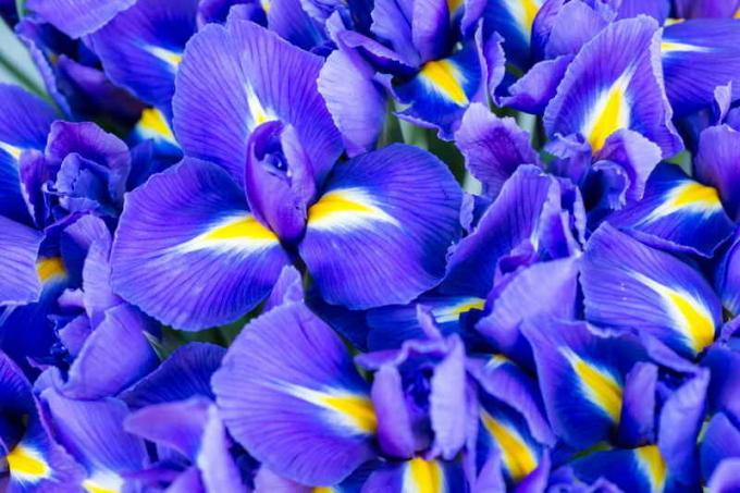 Blooming Iris. Havainnollistamiseen artikkeli käytetään tavallisen ajokortin © ofazende.ru