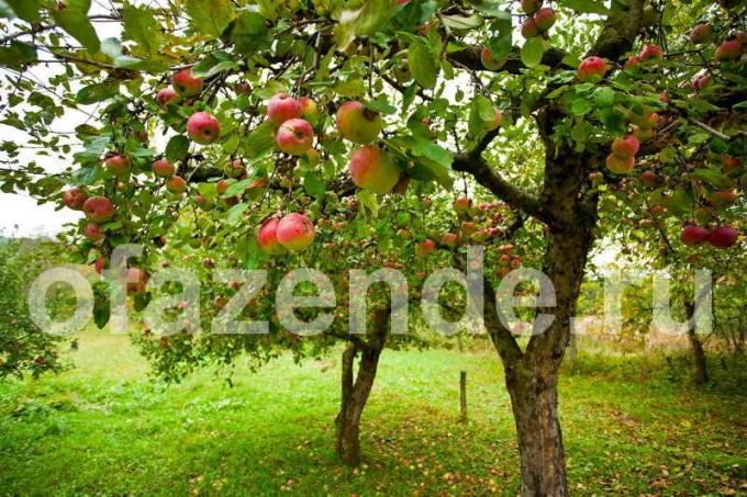 Huolehtiminen omenapuita. Havainnollistamiseen artikkeli käytetään tavallisen ajokortin © ofazende.ru