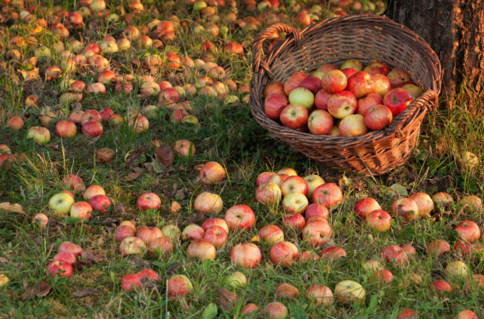 Miten käyttää pudonneiden omenien käyttäen (tai) miten kääntää jätteiden voitolliseksi