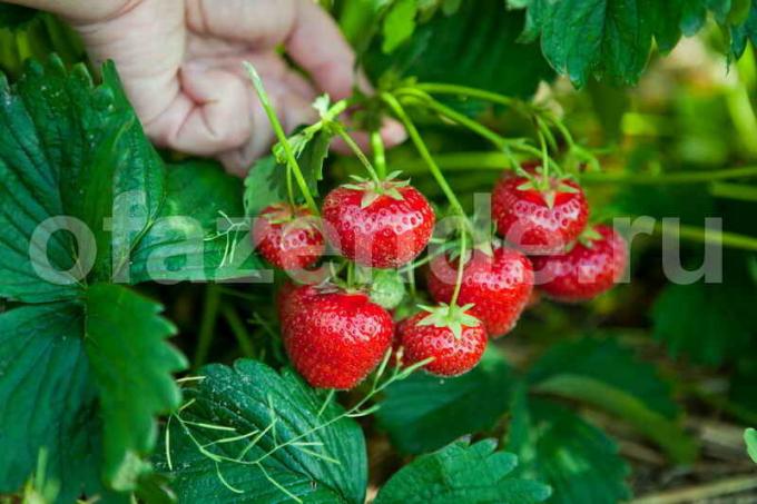 Kasvava mansikat. Havainnollistamiseen artikkeli käytetään tavallisen ajokortin © ofazende.ru