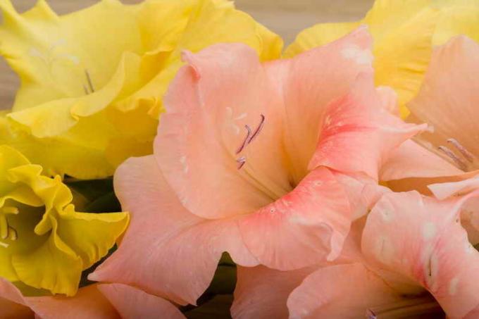 Kukka Gladiolus. Havainnollistamiseen artikkeli käytetään tavallisen ajokortin © ofazende.ru