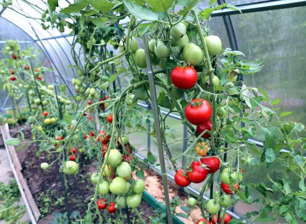 Huolehtiminen tomaatit kasvihuoneessa (Photo käytetään alle standardin lisenssillä © ofazende.ru)