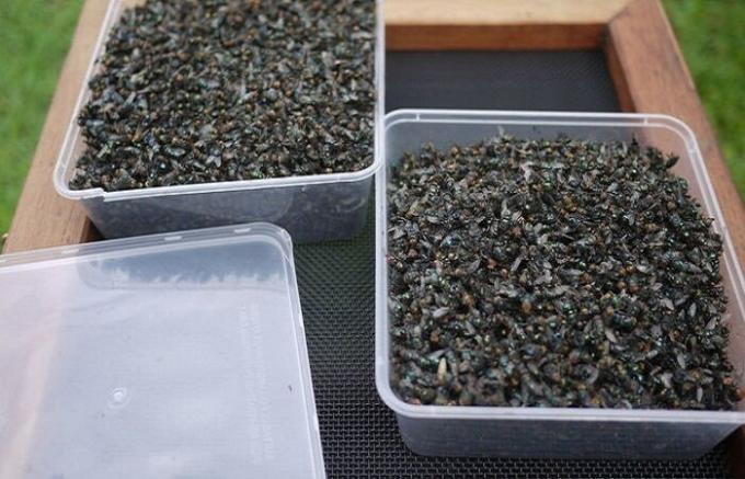 Torppari tuotettu artless flytrap, joka tällä viikolla on saanut yli 2 kg kärpäsiä