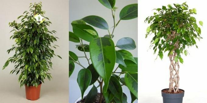 Kasvava Ficus. Havainnollistamiseen artikkelin käytetty avoimen lähdekoodin