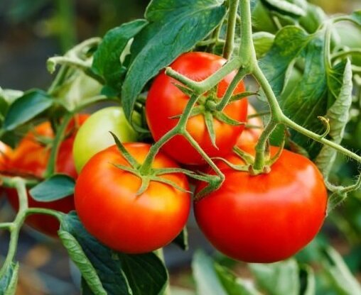 Kuinka pidentää hedelmien tomaattien elokuussa