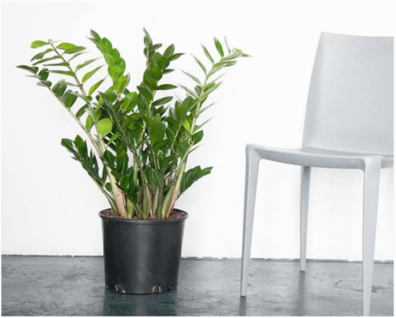 Zamioculcas - kasvi, joka näyttää siistiltä sisustus. Kuvituksia artikkelin otettu Internet