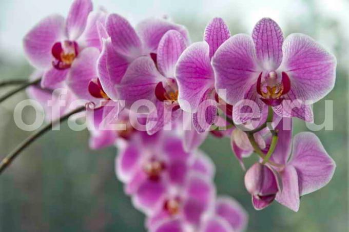 Kasvava orkideat. Havainnollistamiseen artikkeli käytetään tavallisen ajokortin © ofazende.ru
