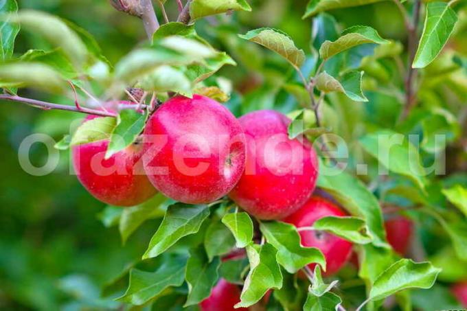 Omenat. Havainnollistamiseen artikkeli käytetään tavallisen ajokortin © ofazende.ru