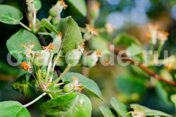 Hoitaa omenapuun. Havainnollistamiseen artikkeli käytetään tavallisen ajokortin © ofazende.ru