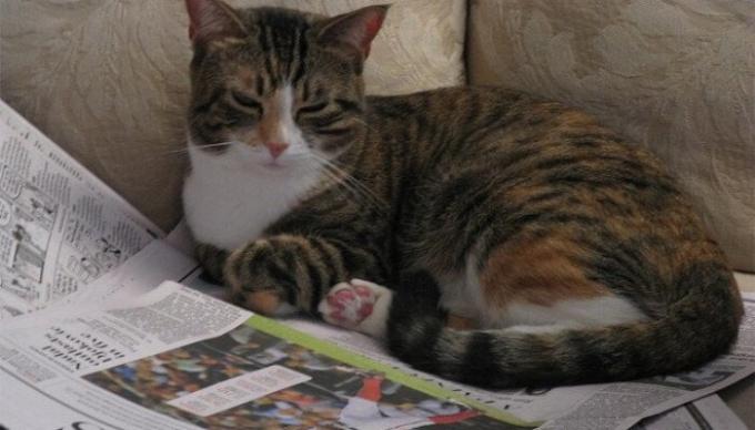 Ympäristöystävällisiä, kierrätettäviä kerran viikossa lemmikki pentue. / Kuva: tuxedo-cat.co.uk