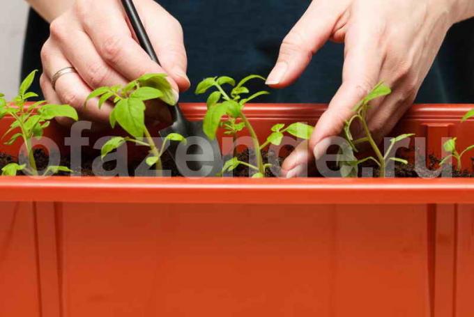 Tomaatin taimet. Havainnollistamiseen artikkeli käytetään tavallisen ajokortin © ofazende.ru