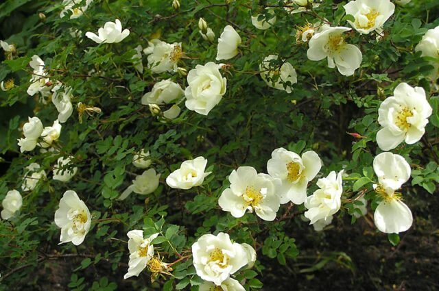 Rose piikkilanka suuri kirkaslakka koristeluun puutarhaasi