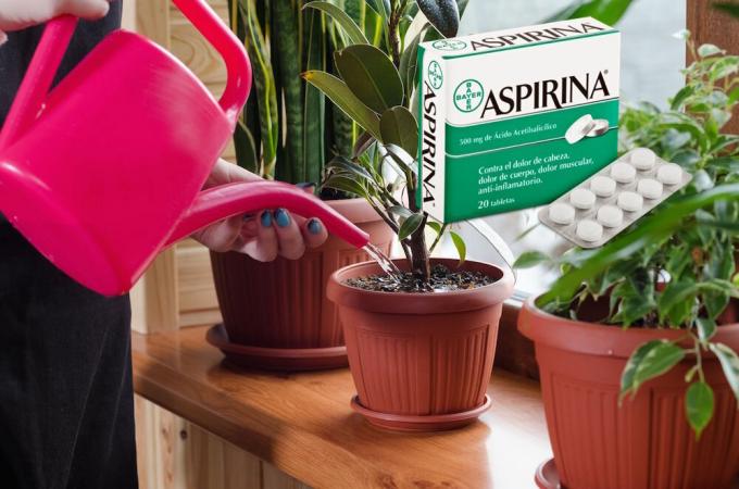 Aspiriini - todellinen löytää kukkia talvella. Mitä se on ja miten sitä sovelletaan