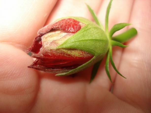 3 perussäännöt, joita on noudatettava, jotta Hibiscus (Kiina nousi) kukki varhaisesta keväästä myöhäiseen syksyyn