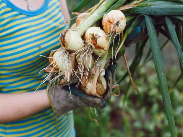 Sipulit ja valkosipuli: Kaikki mitä tarvitsee tietää puutarhurit