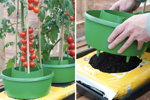 view: https://www.harrodhorticultural.com/cache/product/615/615/tomato-plant-halos-3-2019117171.jpg
