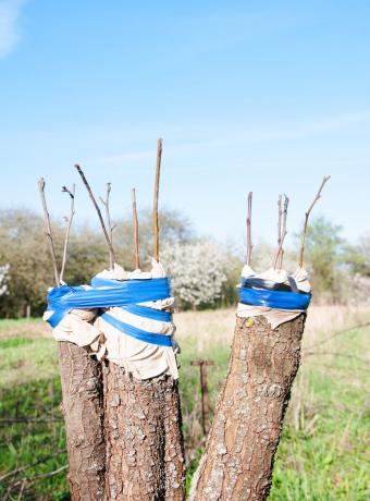 Oksastettujen omenapuun. Havainnollistamiseen artikkeli käytetään tavallisen ajokortin © ofazende.ru