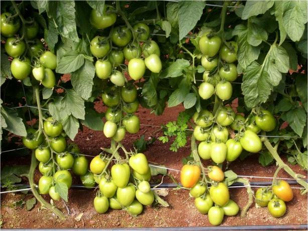 5 parasta lajikkeiden tuottaa varhaisen alimitoitettu (!) Tomaatit auki maahan (vuonna 2020)