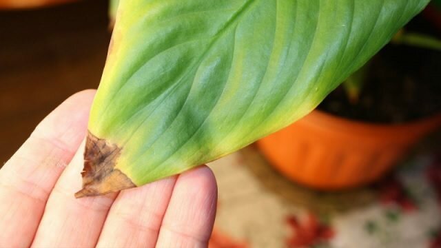Trooppinen komea Spathiphyllum vastaa kuiviin ja lämpöä yksi ensimmäisistä