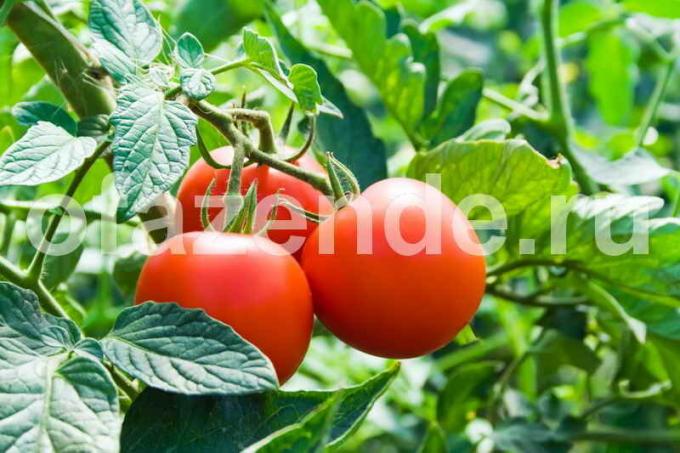 Mitä ei saa tehdä, kun kasvava tomaatit