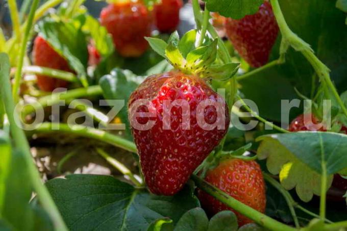 Kasvava mansikat. Havainnollistamiseen artikkeli käytetään tavallisen ajokortin © ofazende.ru
