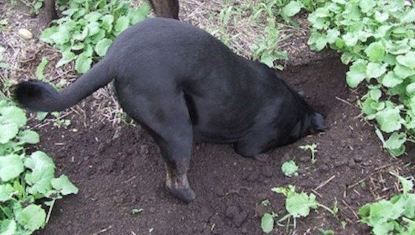 Miten pelästyttää naapuruston koirat kaivaa kasvimaan ja juosta perennat