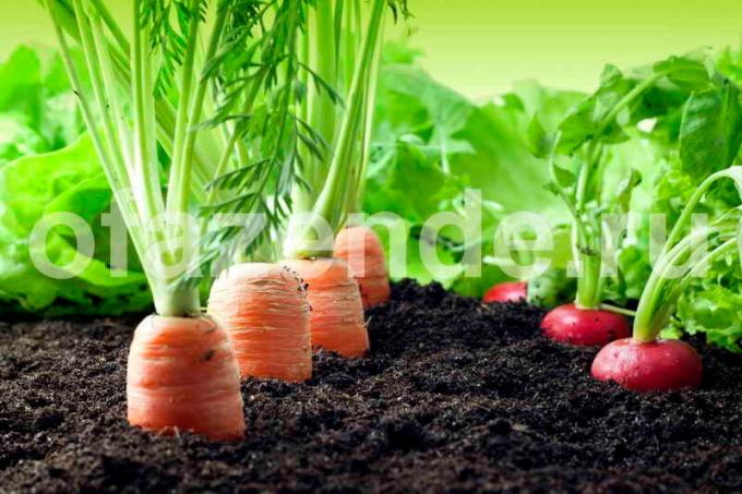 Kasvava porkkanoita ja retiisit. Havainnollistamiseen artikkeli käytetään tavallisen ajokortin © ofazende.ru
