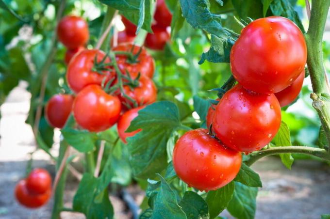 Harvest tomaatit. Havainnollistamiseen artikkeli käytetään tavallisen ajokortin © ofazende.ru