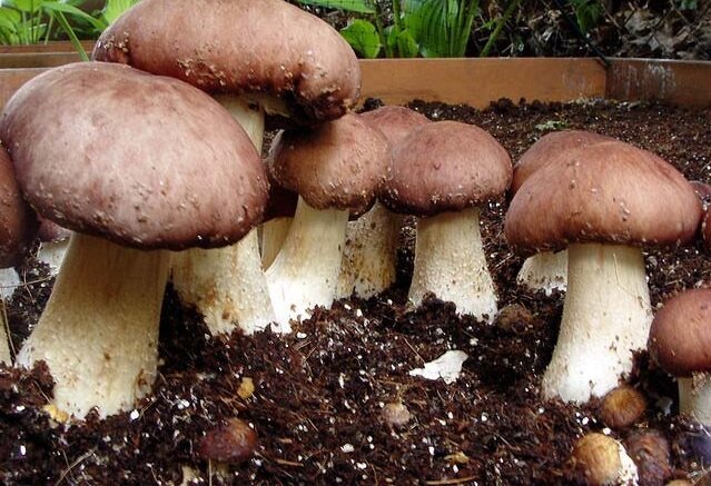 Kuten olen nostanut valkoisia sieniä päällä, käyttäen luonnon siemen