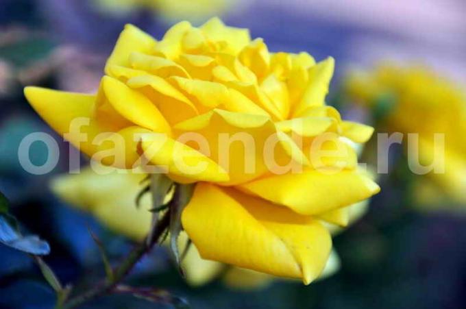 Kaunis ruusu. Havainnollistamiseen artikkeli käytetään tavallisen ajokortin © ofazende.ru