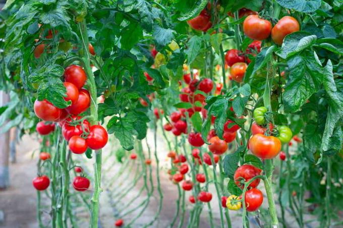 Kasvava tomaatit. Havainnollistamiseen artikkeli käytetään tavallisen ajokortin © ofazende.ru