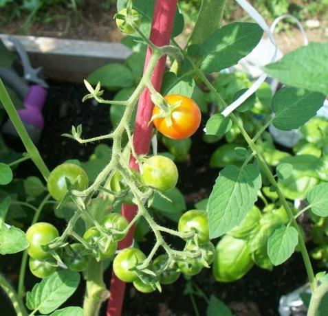 Koosta tomaatit jouduin töitä. / Kuva: grandmaslittlegardens.comReklama