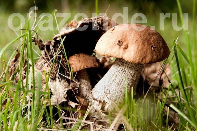 Sieniä kasvaa päällä. Havainnollistamiseen artikkeli käytetään tavallisen ajokortin © ofazende.ru